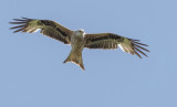 Red Kite - Milvus milvus