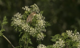 Marsh Warbler - Acrocephalus palustris