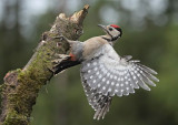 My 6 Birdguides Photo of the Week and my 65 notable photos.