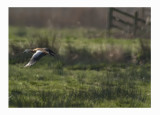 Ruddy shelduck - Tadorna ferruginea