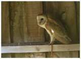 Barn Owl - Tyto alba