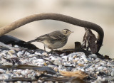 Buff-bellied pipit or American pipit (Anthus rubescens) 