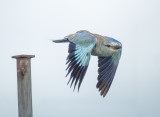 European roller (Coracias garrulus)