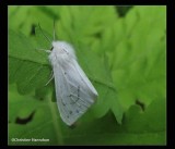 Tiger moth sp. (<em>Spilosoma</em>)