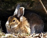 Snowshoe hare  (<em>Lepus americanus</em>)