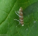 Leaf blotch miner moth (Cameraria)