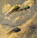 Grey treefrogs (<em>Hyla versicolor</em>)