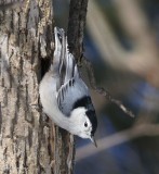 White-breasted nuthatch