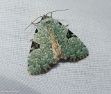 Green leuconycta moth (<em>Leuconycta diphteroides</em>), <#9065