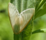 Delicate cycnia moth (<em>Cycnia tenera</em>) #8230