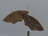 Large maple spanworm (Prochoerodes lineola), #6982