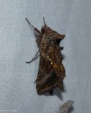 Common looper moth (<em>Autographa precationis</em>), #8908