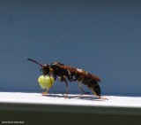 Paper wasp (<em>Polistes fuscatus</em>)
