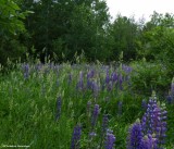 Butterfly Meadow