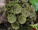 Lepanthes calodictyon  orchid