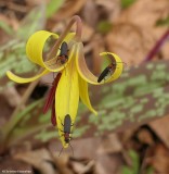 Red-necked false blister beetles on trout lily