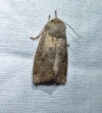 Speckled green fruitworm moth (<em>Orthosia hibisci</em>), #10495