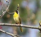 Common yellowthroat warbler, male