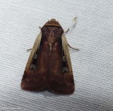 Flame-shouldered dart moth (<em>Ochropleura implecta</em>), #10891