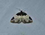 White-ribboned carpet moth (<em>Mesoleuca ruficillata</em>), #7307