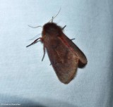 Large Ruby tiger moth (<em>Phragmatobia assimilans</em>), #8158