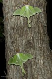 Luna moths (<em>Actias luna</em>), #7758