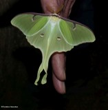 Luna moths (<em>Actias luna</em>), #7758