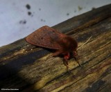 Ruby tiger moth (<em>Phragmatobia fuliginosa</em>), #8156