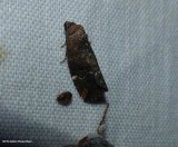 Variegated midget moth (Elaphria versicolor), #9678