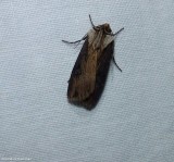 Voluble dart (<em>Agrotis volubilis</em>), #10659