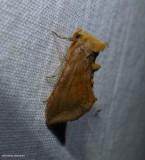 Unspotted looper moth (<em>Allagrapha aerea</em>), #8898