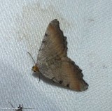 Minor angle moth (<em>Macaria minorata</em>), #6340