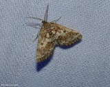 Powdered geometer moth (<em>Eufidonia</em> sp.)