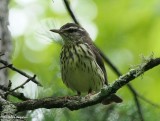 Northern waterthrush