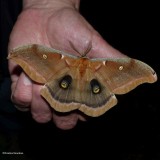 Polyphemus moth  (<em>Antheraea polyphemus</em>), #7757
