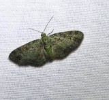 Green pug moth (<em>Pasiphila rectangulata</em>), #7625