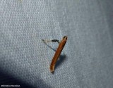 Cherry-leaf cone moth (<em>caloptilia invariabilis</em>), #0609