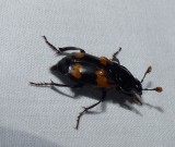 Burying beetle (<em>Nicrophorus sayi</em>)