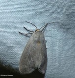 Milkweed tussock moth (<em>Euchaetes egle</em>), #8238
