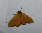 Isabella tiger moth (<em>Pyrrharctia isabella</em>), #8129