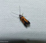 Linnaeus's spangle-wing moth (Chrysoclista linneella), #1463