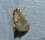 Elegant tailed slug moth  (<em>Packardia elegans</em>), #4661