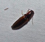 Click beetle, possibly Athous sp.