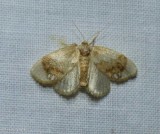 Jewelled tailed slug moth  (<em>Packardia geminata</em>), #4659
