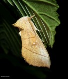 White-dotted prominent moth  (<em>Nadata gibbosa</em>)