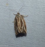 Striated tortrix moth (Archips strianus), #3664