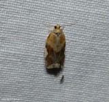 White-triangle tortrix moth (<em>Clepsis persicana</em>), #3682