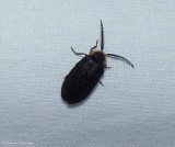 Firefly (<em>Pollaclasis bifaria</em>)