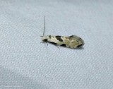 Clothes moth (<em>Nemapogon tylodes</em>), #0274