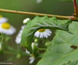 Virginia creeper sphinx moth caterpillar  (<em>Darapsa myron</em>), #7885